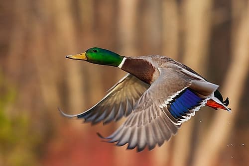 USA-Washington State Nisqually National Wildlife Refuge-mallard drake flying Art Print